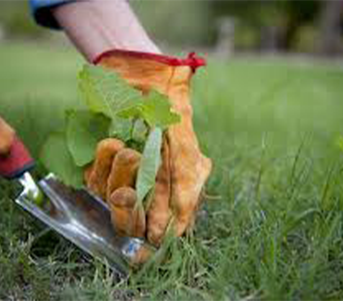 weed removal service bautista landscapin